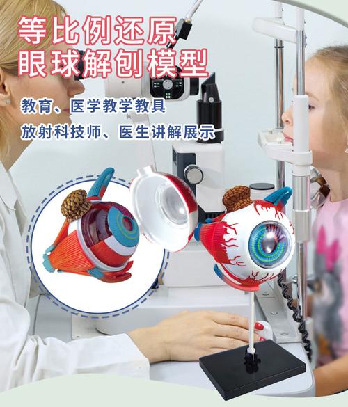 4d人体眼球模型眼睛结构解剖教学教具医学眼科学实验器材可拆卸
